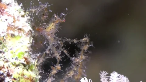 Spider crab in the night Stock Footage 78207214