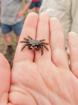 Spider Crab Stock Photos