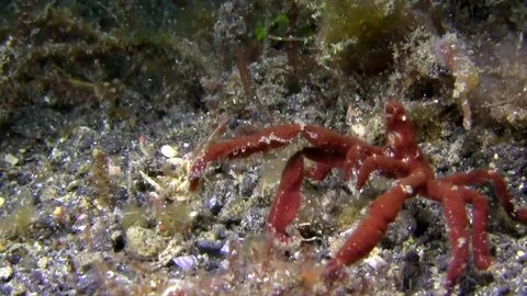 Spider crab sp4 (Oncinopus sp4 ) in the night Lembeh strait Indonesia Video stock 78973615