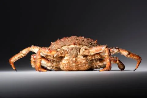 Spider crab like a tank Stock Photos