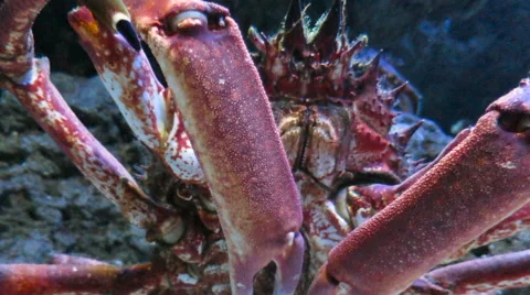 Spider crab walking Stock Footage 64807119