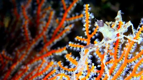 Spider crab walking over branches of bright orange goronian fan Video stock 112452598