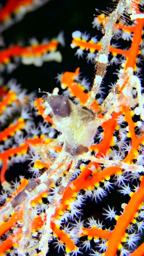 Spider crab walking over branches of bright orange goronian fan Stock Footage 228829494