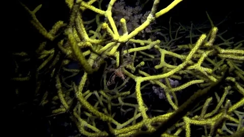 Spider crab was found during night on hard coral in Red sea Egypt Video stock 80318129