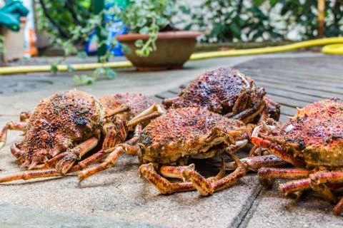 Spider Crabs close up Stock Photos