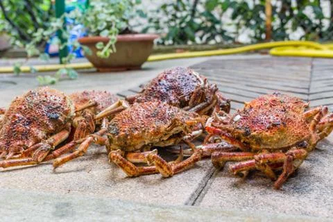 Spider Crabs close up Stock Photos