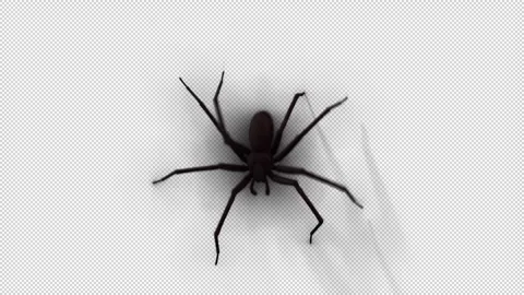 Spider Crawl Down With Shadow Stock Footage 264054618