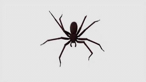 Spider Crawl Loop Stock-Footage 264054588