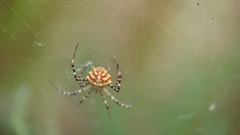 Spider crawled to the middle of the web and prepared to hunt Vidéo 159585689