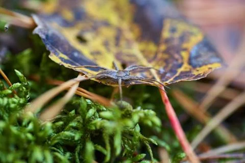 Spider crawling on the autumn leaf in the forest. Nature background. Stock Photos