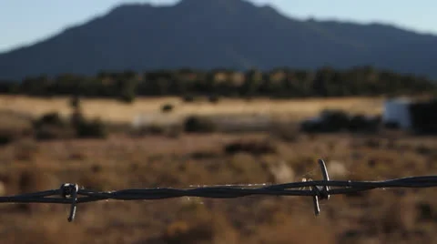 Spider Crawling on Barbed Wire Stock Footage 22795697
