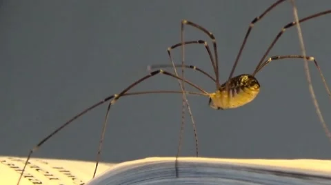 Spider crawling on the book Stockbeeldmateriaal 55816599