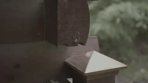 Spider crawling on cabin 2 Stock Footage 244782305