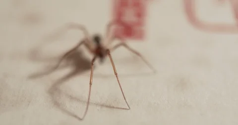 Spider crawling on cardboard box Stock Footage 114055442