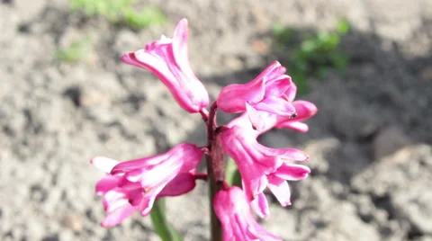 Spider Crawling On A Flower 1 Stock Footage 49075808