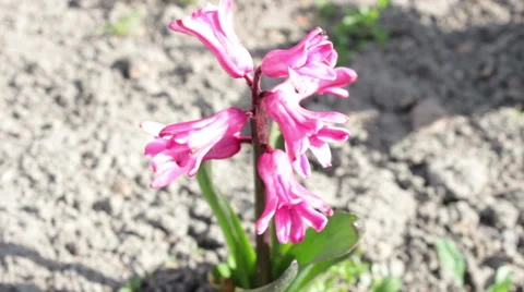 Spider Crawling On A Flower Stock Footage 49075625