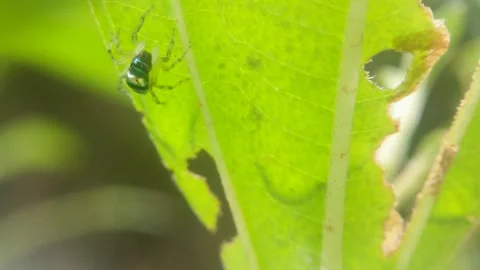 Spider crawling Stock Footage 262958256