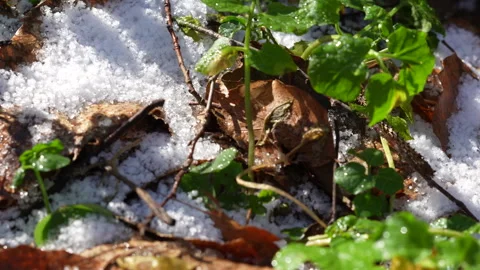 Spider crawling on the forest ground Stock Footage 263745050