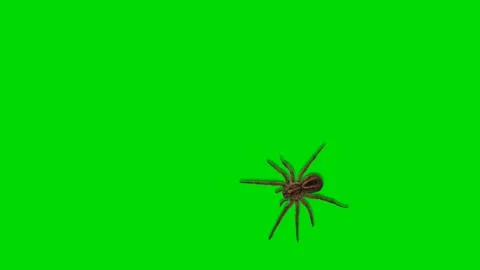 Spider Crawling on Green Screen Chroma Key Horror Insect Animation Vidéo 309444527