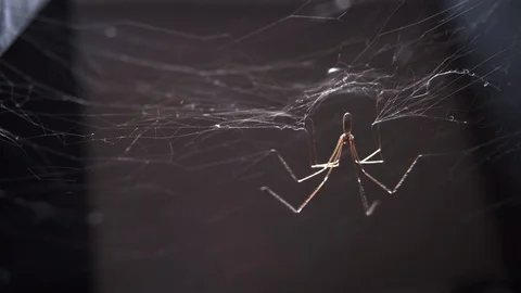 Spider crawling in his web Stock Footage 130106090