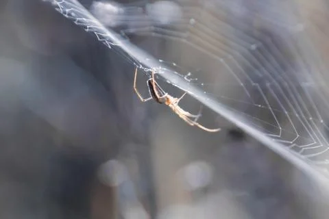 Spider crawling on its net. Stock Photos