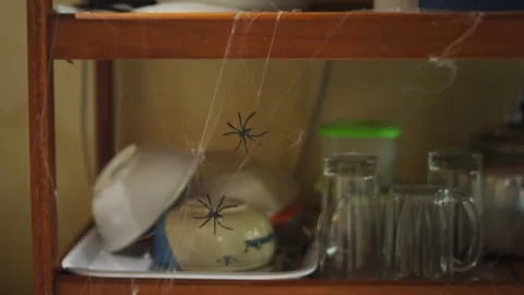 Spider Crawling on Kitchen Dishwashing Area Stock Footage 344235931
