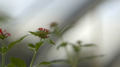 Spider crawling in the leaf and bloom pink flower in the garden Stock Footage 100172742