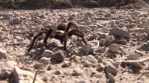 Spider Crawling On Lens Video stock 50770812