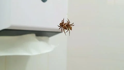 A spider crawling on the mirror above the washbasin in a bathroom. 스톡 동영상 281497313