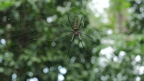 Spider crawling in the net 動画素材 244905010