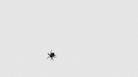 Spider Crawling over Lense 3D Animation with Alpha Channel Transparency Stock Footage 300845159