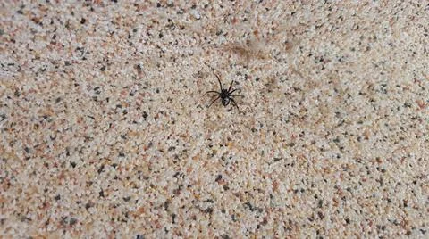 Spider crawling on pebbles Stock Photos