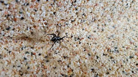 Spider crawling on pebbles Stock Photos