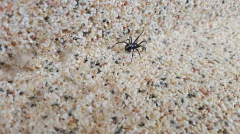Spider crawling on pebbles Stock Photos