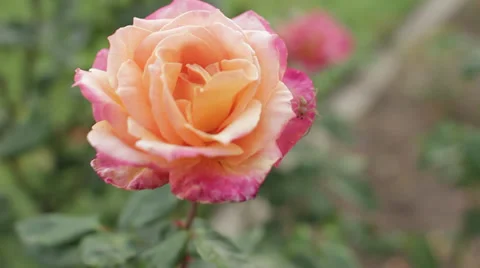 Spider Crawling on a Rose Video stock 32285540