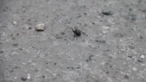 Spider crawling on sidewalk Stock Footage 155491743