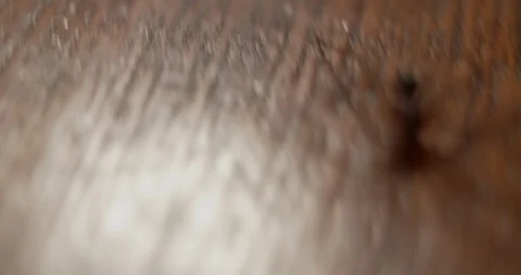 Spider crawling on table toward camera Stock Footage 114056705