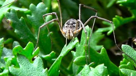 The spider is crawling through the grass. Stockbeeldmateriaal 53807980