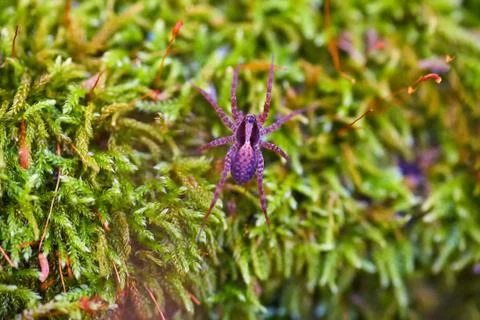Spider crawling through the grass in the forest. Stock Photos
