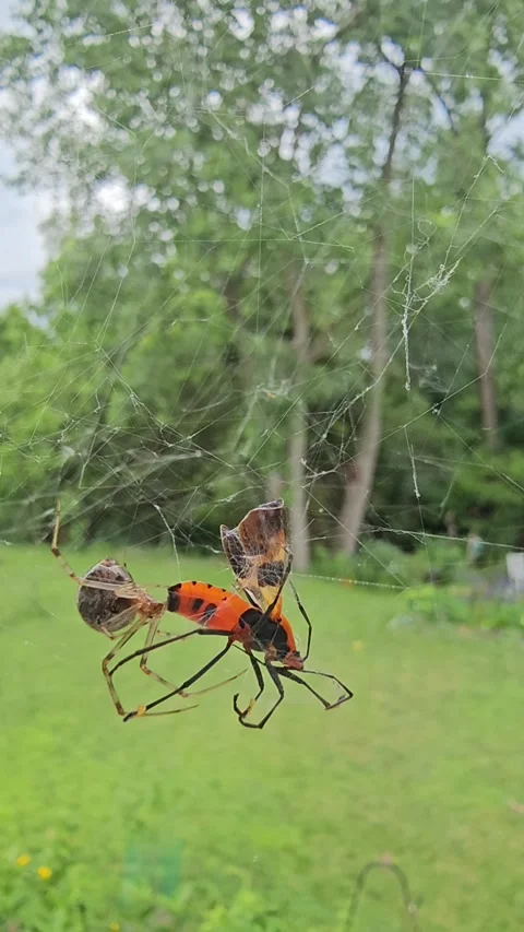 Spider crawling towards prey caught in web vertical video Stock Footage 345090731