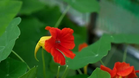 Spider crawling into a vibrant orange nasturtium flower Video stock 337616996