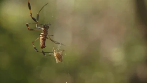 Spider crawling on the web Stock Footage 100172747
