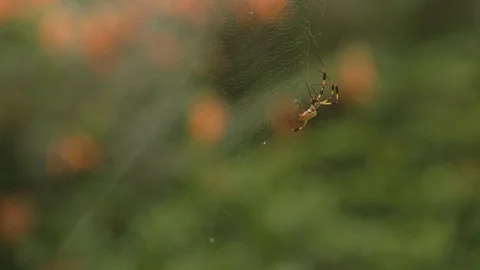 Spider crawling on the web Stock Footage 100172776