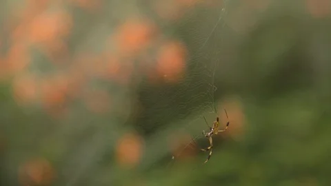 Spider crawling on the web Stock Footage 100172850