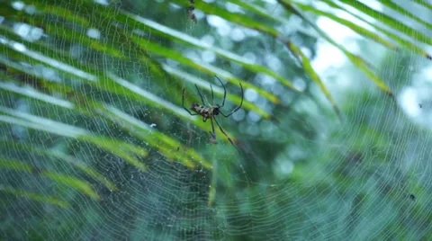 Spider Crawling On Web In Malaysia Tropical Forest Stock Footage 34731247