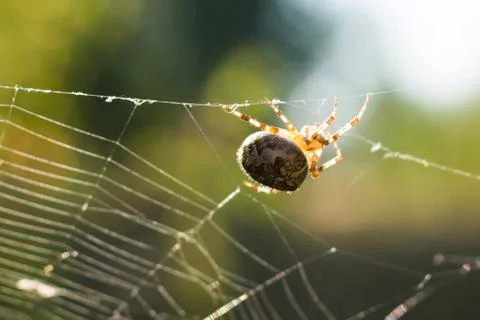 Spider crawling on the web Stock Photos