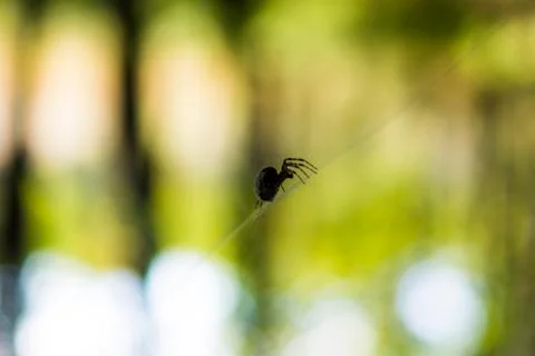 Spider crawling up the web Foto stock