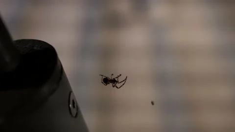 Spider Crawling in Web With Prey at Night Stock Footage 142318245