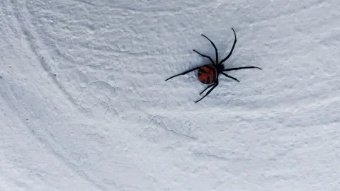 Spider crawling on white table Stock Footage 246522754