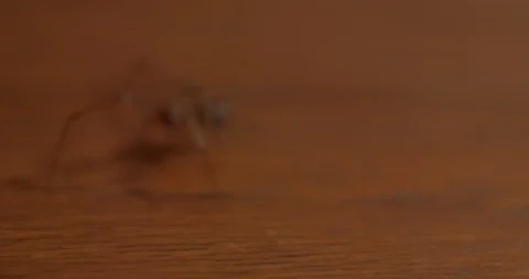 Spider crawls across table, in and out of focus Stock Footage 114059337
